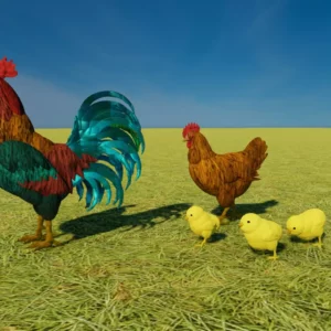 Rooster, Chicken and Chicks…