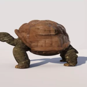Tortoise by Queen