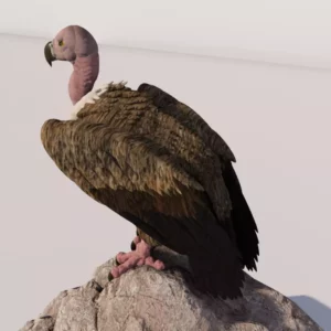 Vulture by Queen