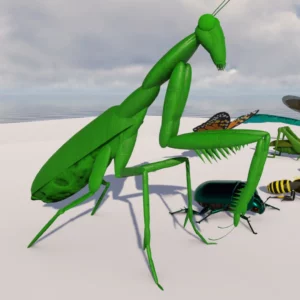 Insects Set by Queen