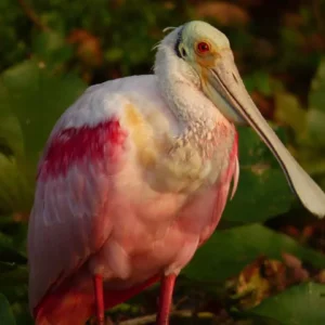 Roseate Spoonbill By DrkNight…